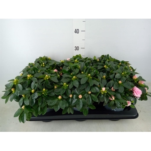 Rhododendron sim. 'Aiko Pink'