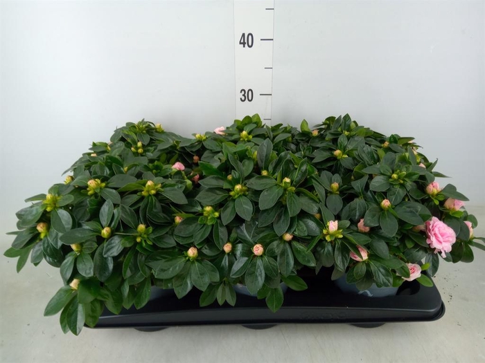 <h4>Rhododendron sim. 'Aiko Pink'</h4>