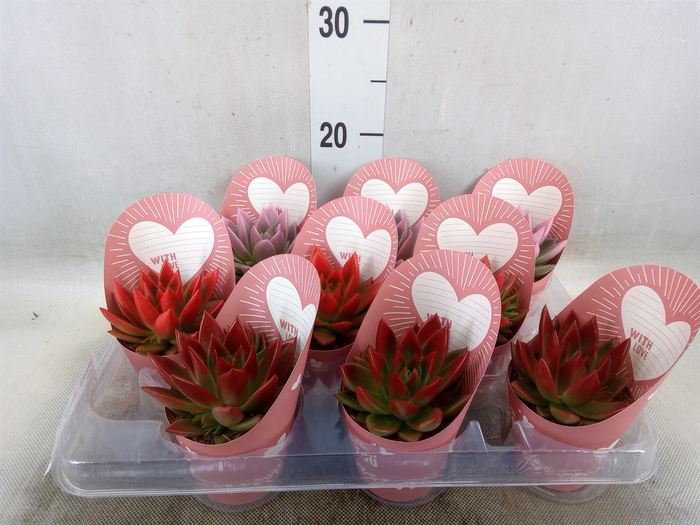 <h4>Echeveria  'Miranda'</h4>