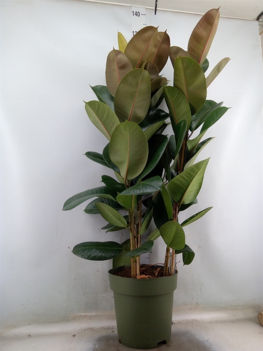 <h4>Ficus elastica 'Cloe'</h4>