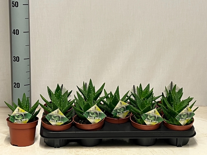 <h4>ALOE PERFOLIATA</h4>