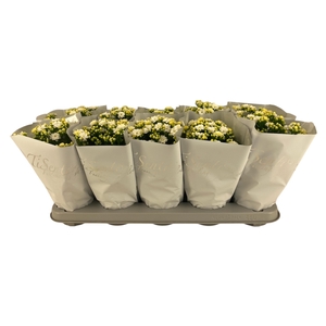 KAL GE PERFECTA WHIT