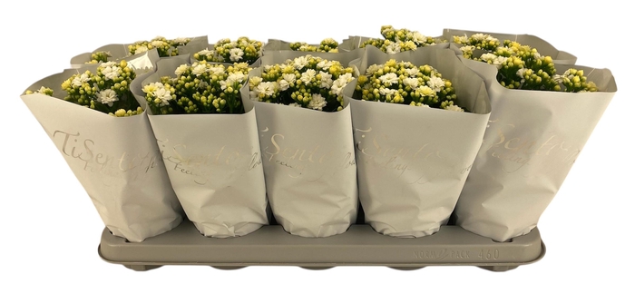 <h4>KAL GE PERFECTA WHIT</h4>