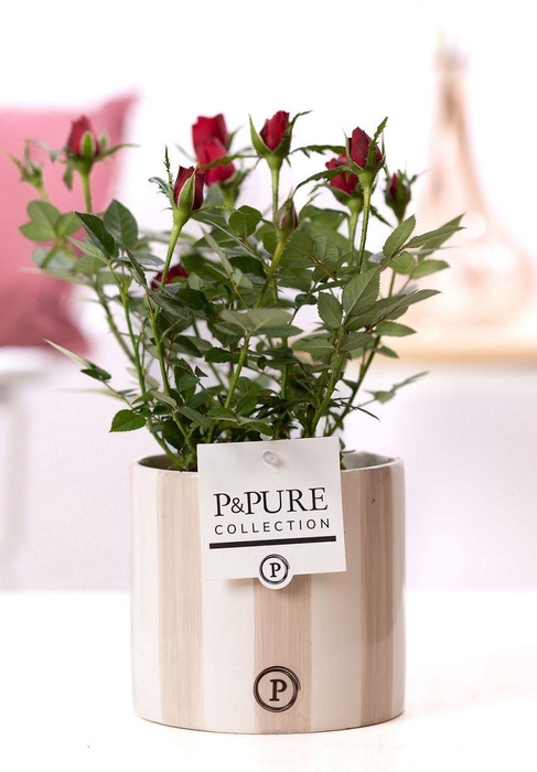 <h4>Rosa red in P&PURE Eline ceramics grey</h4>