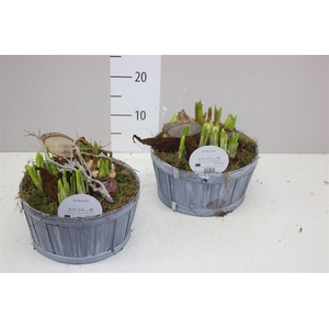 Arr Bolbloemen In Hout