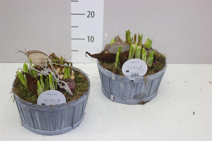 <h4>Arr Bolbloemen In Hout</h4>