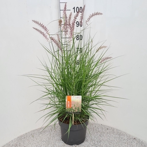 Pennisetum Ori. Flamingo P26
