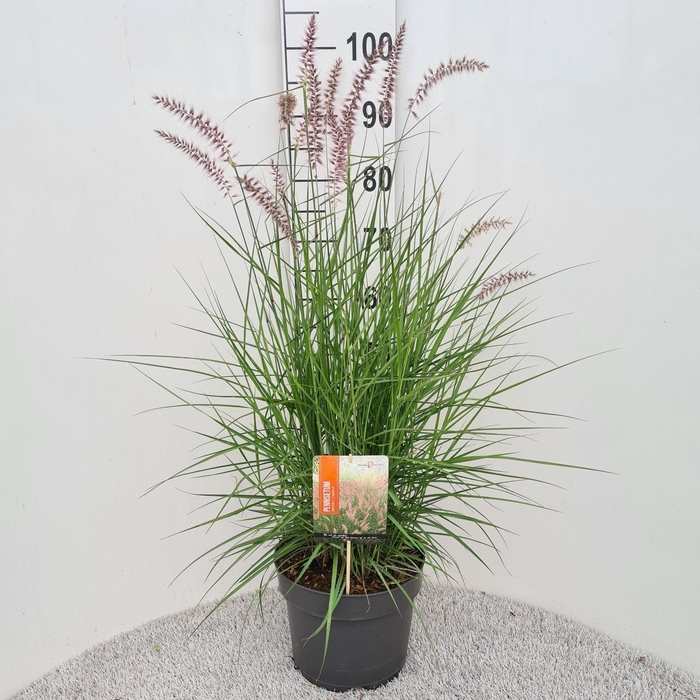 <h4>Pennisetum Ori. Flamingo P26</h4>