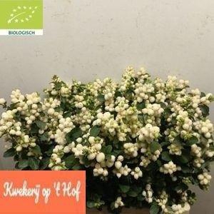 SYMPHO MAG LEMO LIME