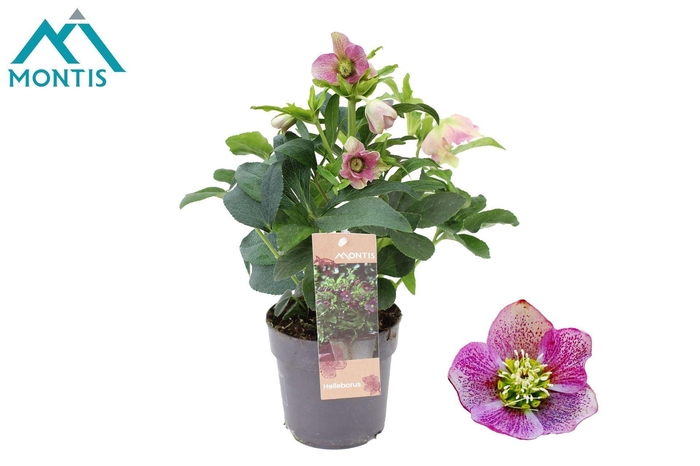 <h4>Helleborus</h4>