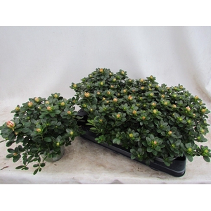 RHODO SI SACHSEN GEM