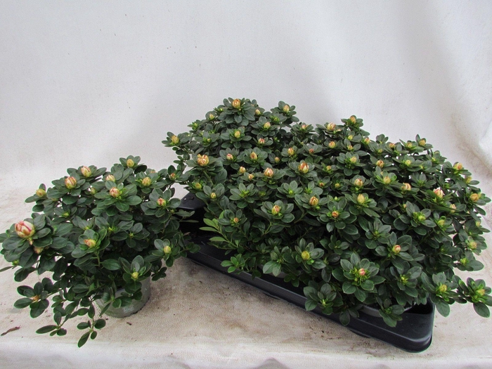 <h4>RHODO SI SACHSEN GEM</h4>