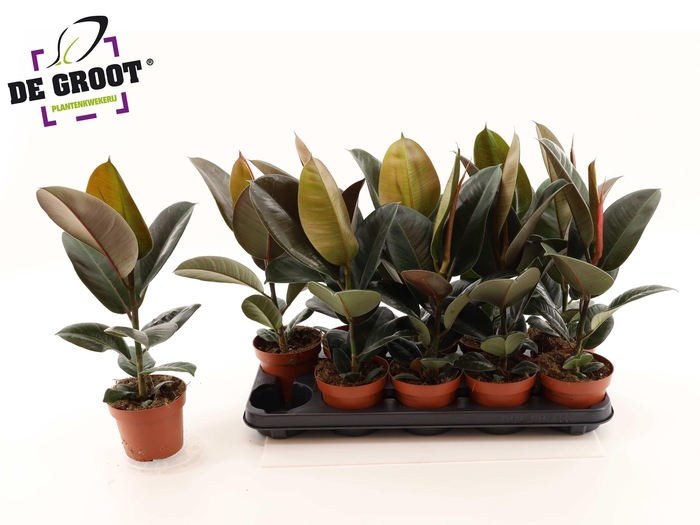 <h4>FIC EL ROBUSTA</h4>