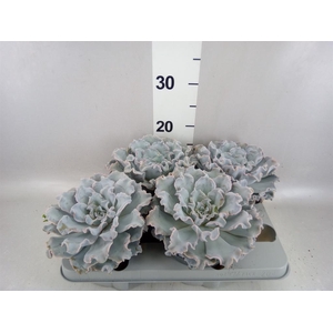 Echeveria   ...