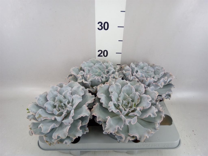<h4>Echeveria   ...</h4>