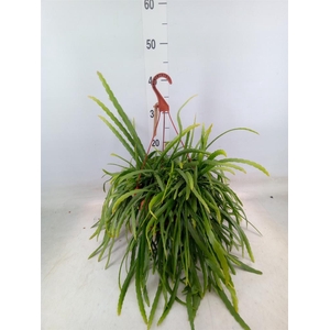 Lepismium bolivianum