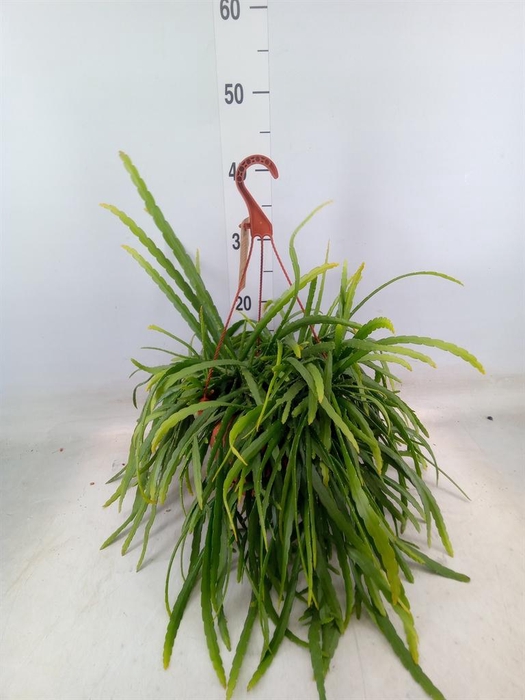 <h4>Lepismium bolivianum</h4>