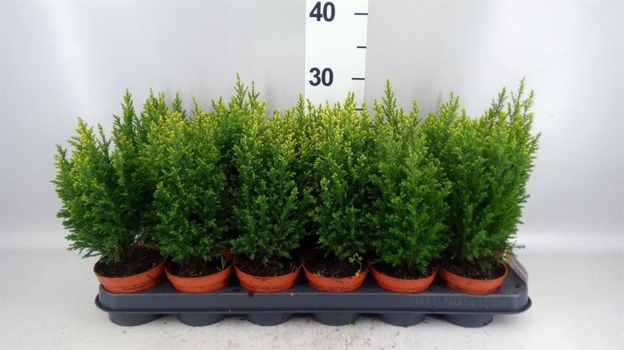 <h4>Chamaecyparis laws. 'Snow White'</h4>