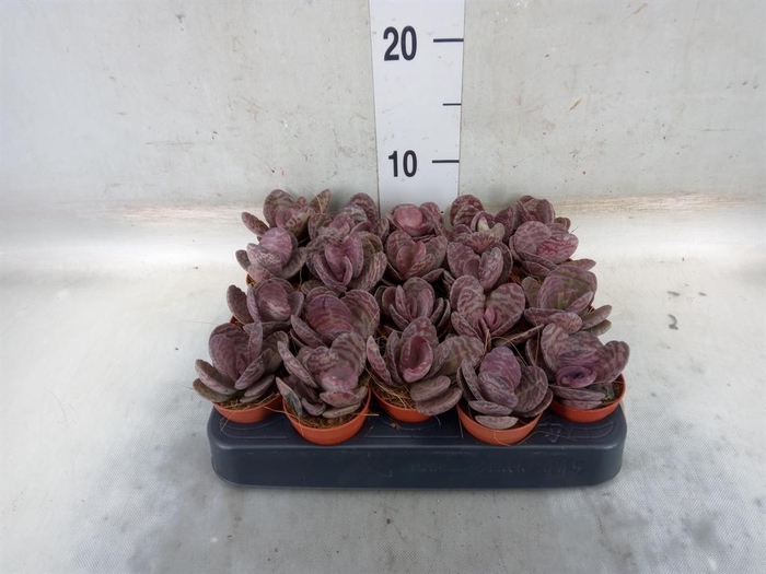 <h4>Kalanchoe NF ...</h4>