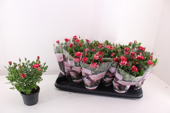 <h4>RO GIGI PARTY</h4>