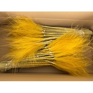 DF Stypha 60cm Bs Apricot