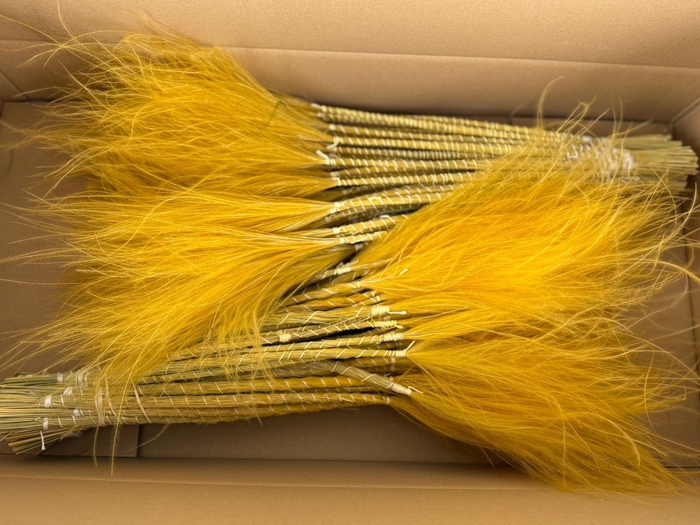 <h4>DF Stypha 60cm Bs Apricot</h4>