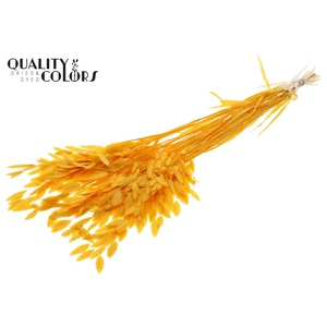 Chasmantium Preserved per bunch Bleached Apricot
