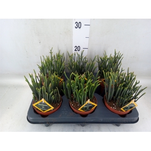 Crassula   ...