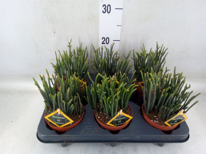 <h4>Crassula   ...</h4>