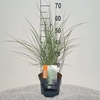 Miscanthus sinensis Morning Light