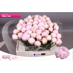 Paeonia Pillow Talk