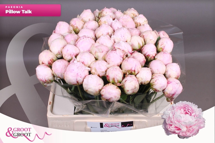 <h4>Paeonia Pillow Talk</h4>