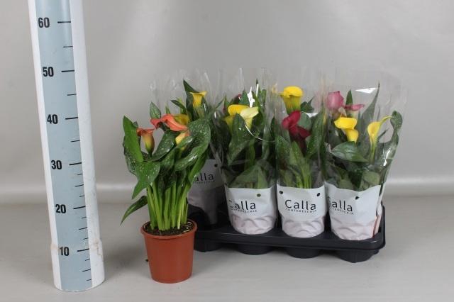 <h4>ZANT GEM 4 KL</h4>