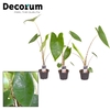 Alocasia zebrina