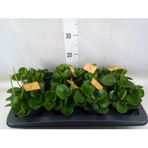 Peperomia obt. 'Obtipan'