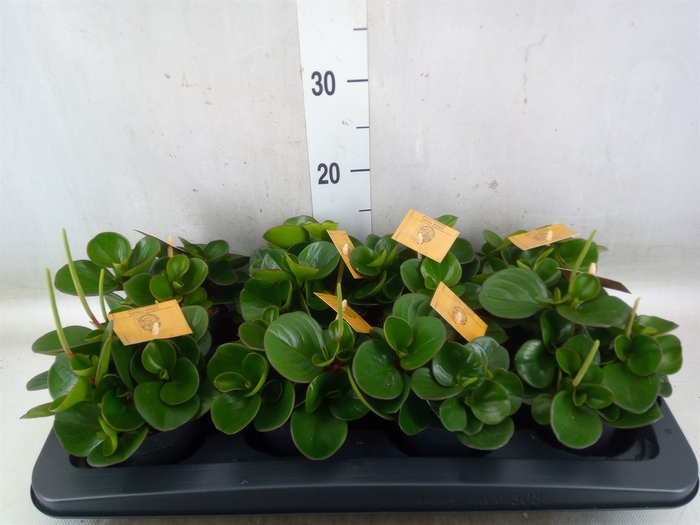 <h4>Peperomia obt. 'Obtipan'</h4>