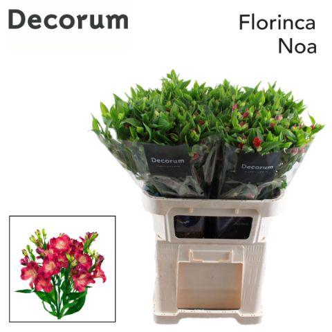 <h4>ALST FL NOA Rek.</h4>