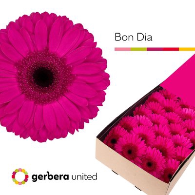 Gerbera bon dia