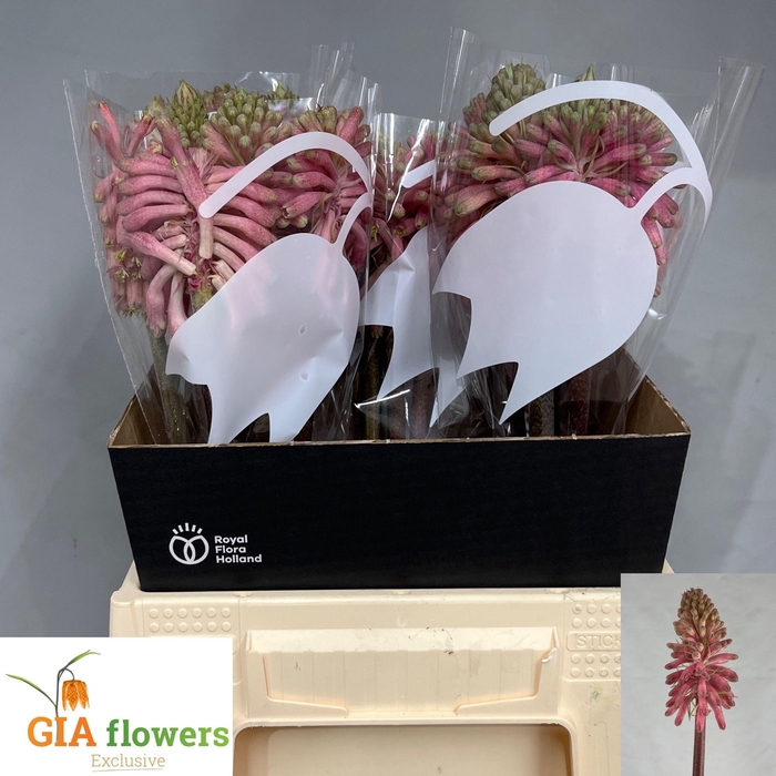 <h4>SNIJBLOEMEN OV</h4>