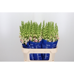Antirrhinum Op Appleblossom