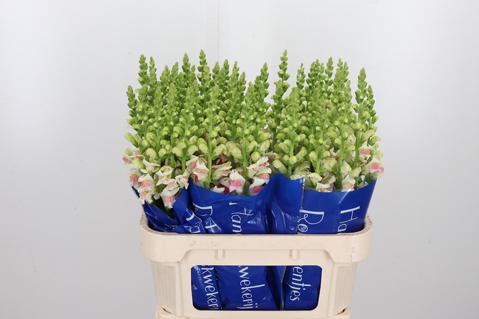 <h4>Antirrhinum Op Appleblossom</h4>