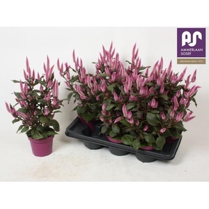CEL WILD PINK