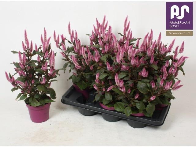 <h4>CEL WILD PINK</h4>