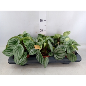 Peperomia argyreia