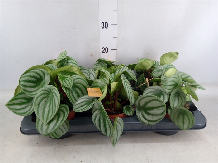 <h4>Peperomia argyreia</h4>