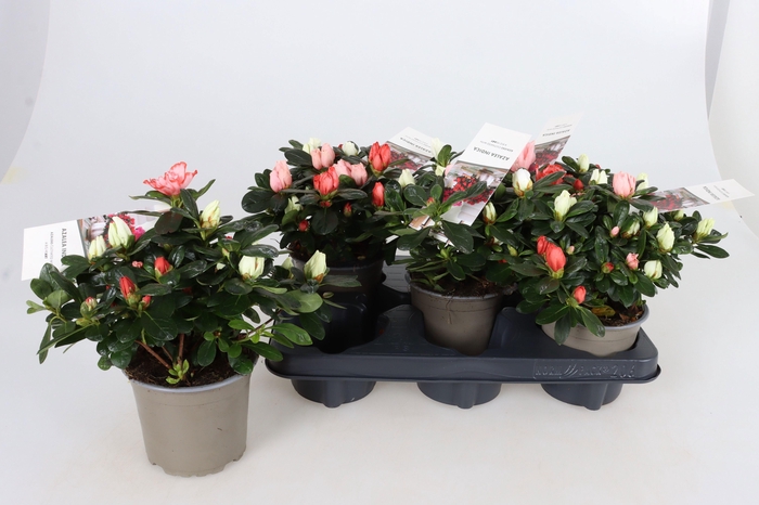 <h4>RHODO SI GEM</h4>