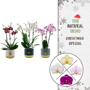 Flower Symphony | Mix in Silent Night keramiek | Phal. 3 spike