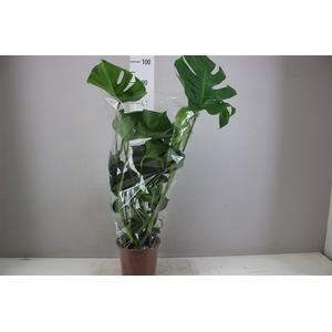 Monstera Deliciosa