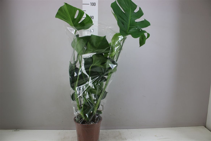 <h4>Monstera Deliciosa</h4>