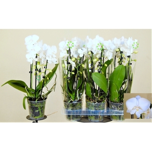 PHAL EL CASCADE